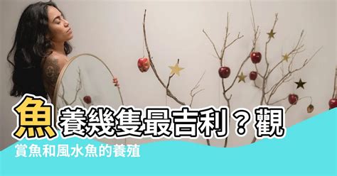 養幾隻魚比較好